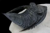 Flying Zlichovaspis Trilobite - Beautiful Display #36600-3